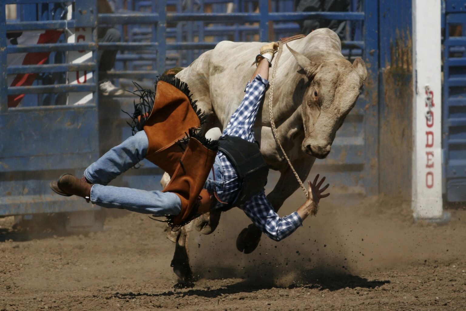 rodeo bull cowboy Guthrie News Page